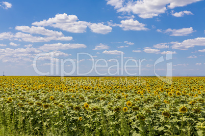 Sunflower field landscape