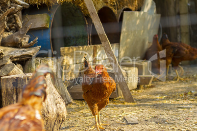 Brown chicken standing near coop