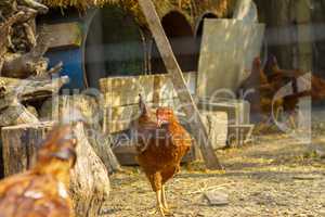 Brown chicken standing near coop