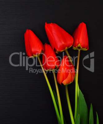 Five red blooming tulips