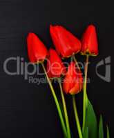 Five red blooming tulips