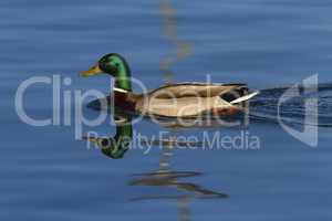 Male mallard or wild duck, anas platyrhynchos, portrait