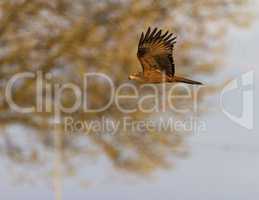 Common female kestrel falcon, falco tinnunculus, flying