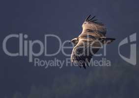 Griffon vulture flying, Drome provencale, France