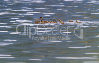 Pochard duck, anas platyrhynchos, and babies