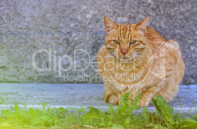 Red cat relaxation