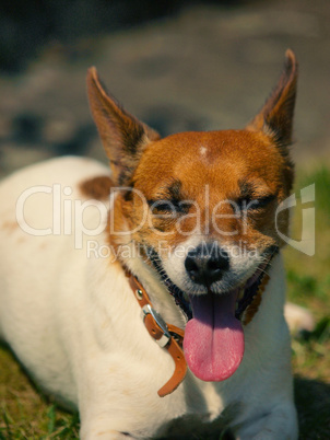 Hot summer, dog retired on meadow