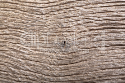 Prehistoric wood bog oak with fantastic scratched texture.