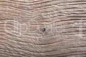 Prehistoric wood bog oak with fantastic scratched texture.