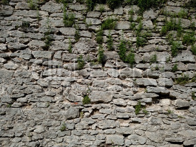 The wall with grass of the fortress in the city of Dubno. On a summer day.