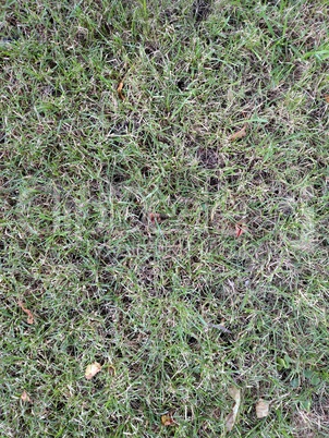 Green and dry grass. Summer day . View from above .