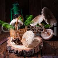 parasol mushroom (Macrolepiota procera or Lepiota procera)