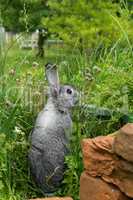 little gray rabbit
