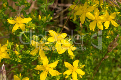 Blooming St. John's wort