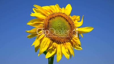 Blooming yellow sunflower against a clear blue sky