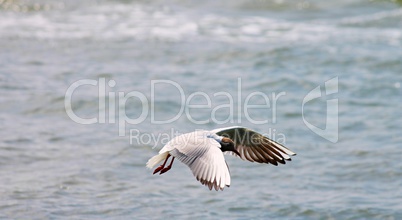 Lachmöwe fliegt über Wasser