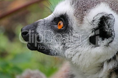 Portrait lemurenaffe