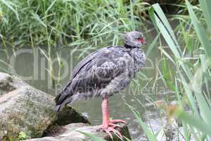 Halsband-Wehrvogel    (chauna torquata)