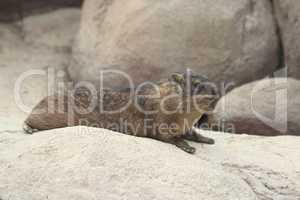 Klippschliefer      (Procavia capensis)