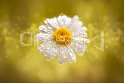 Margerite - Wassertropfen - Bokeh