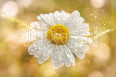 Illustration - Margerite - Wassertropfen - Bokeh