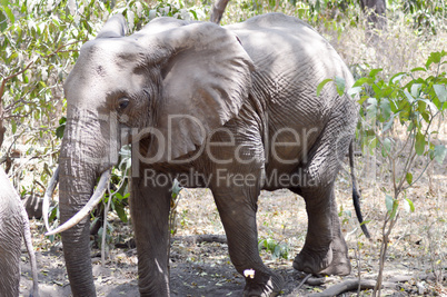 Elephants in the savanna of Tanzania's
