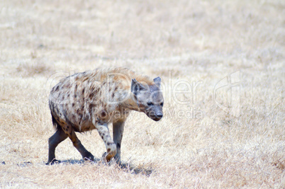 Hyena Walking through the savanna