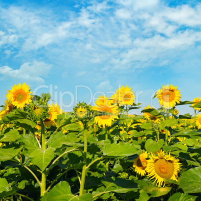 Sunflower against the blue sky and a blossoming field