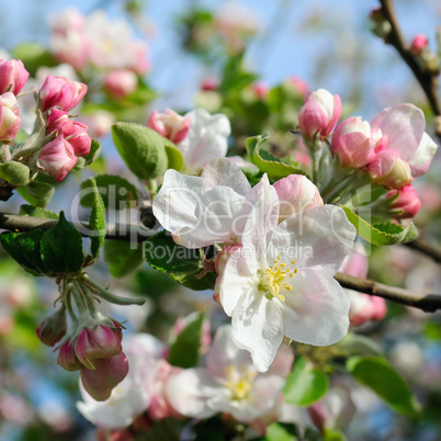 Flowers of an apple tree and sky