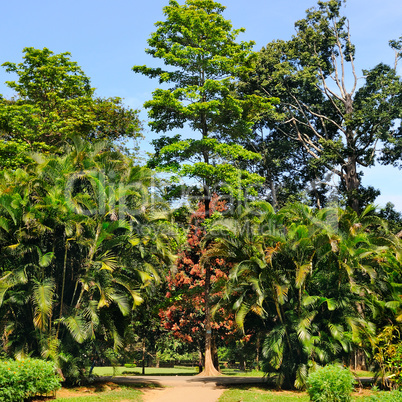 Tropical palm trees in city park