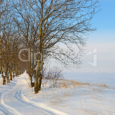 snow-covered field and blue sky