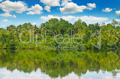 Tropical palm forest on river bank