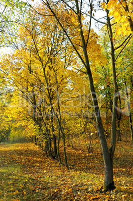 Autumn forest and yellow leaves
