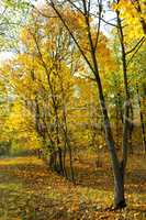 Autumn forest and yellow leaves