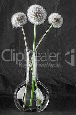 Three dandelion in laboratory flask