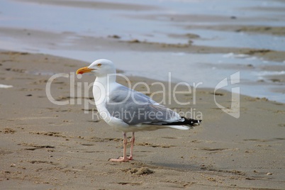 Silbermöwe am Strand