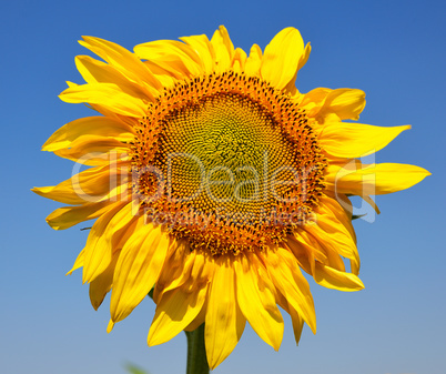 Blooming yellow sunflower