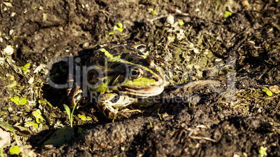Frog standing still in the mud