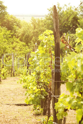 Vineyard in the sun