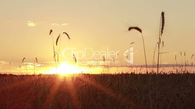 Colorful sunset over golden wheat field in summer