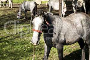 Horses behind fence