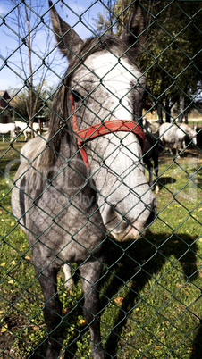 Horse behind fence
