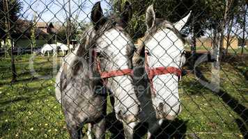 Horses behind fence
