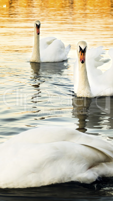 Swans at The River