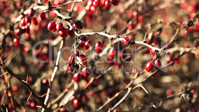 Berries