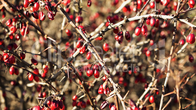 Berries