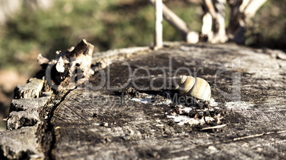 Snail shell on a log