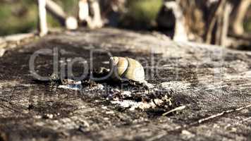 Snail shell on a log