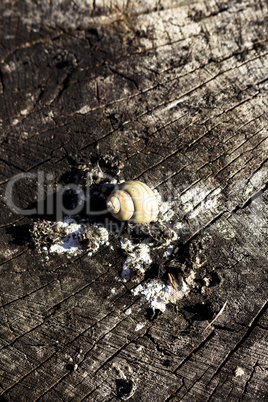 Snail shell on a log