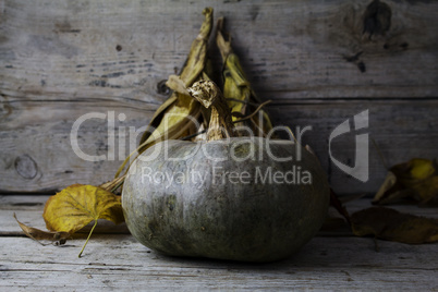 Pumpkins, Corncob and autumn leaves Decoration on a wooden table